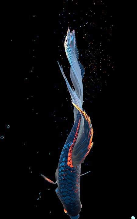 Betta Fish Live Wallpaper screenshot 4