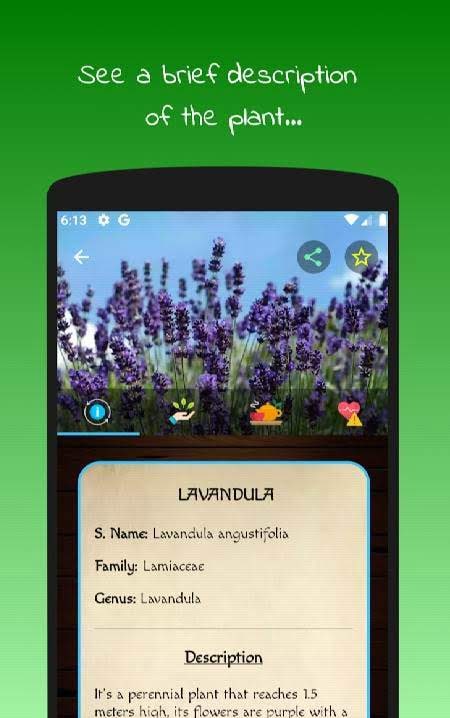 myRemedy: Medicinal Plants and Their Uses screenshot 4