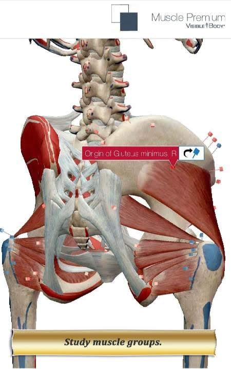 Muscle Premium - Human Anatomy Kinesiology screenshot 3