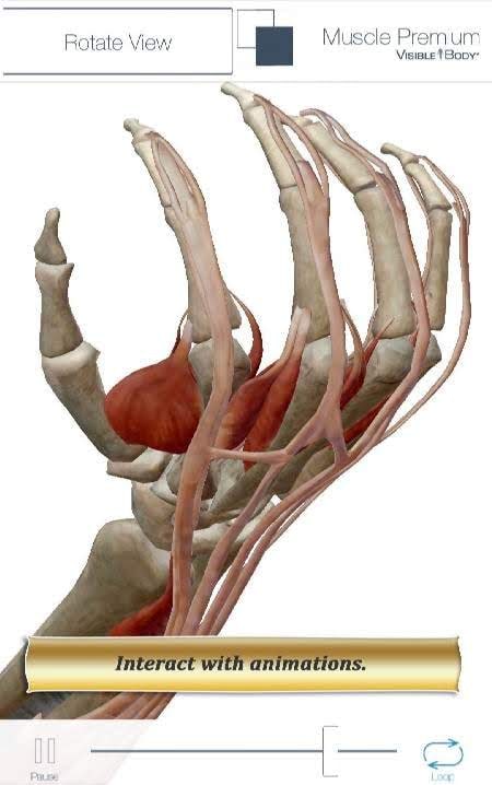 Muscle Premium - Human Anatomy Kinesiology screenshot 4