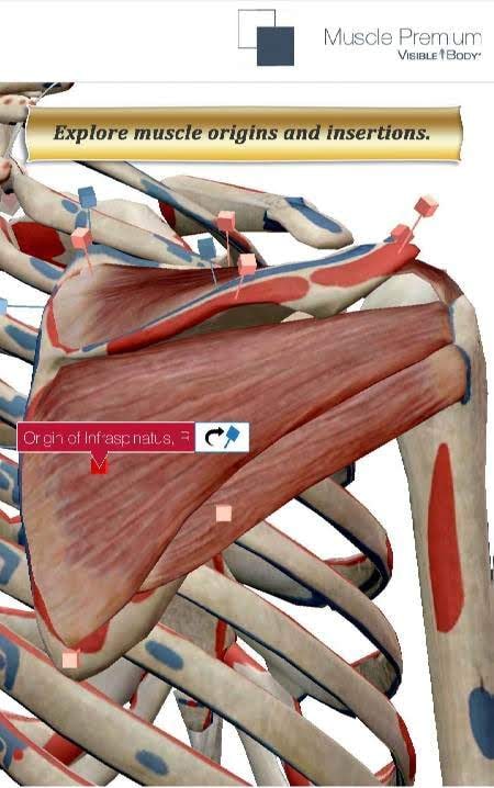 Muscle Premium - Human Anatomy Kinesiology screenshot 1