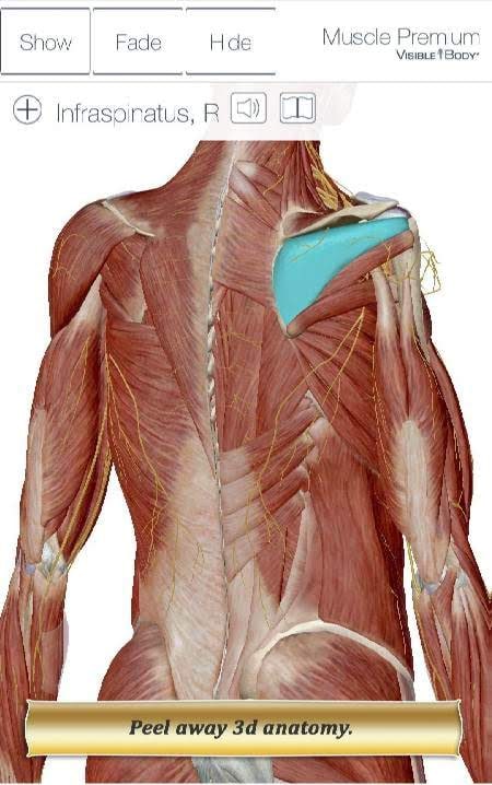 Muscle Premium - Human Anatomy Kinesiology screenshot 2