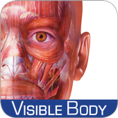 Muscle Premium - Human Anatomy Kinesiolog