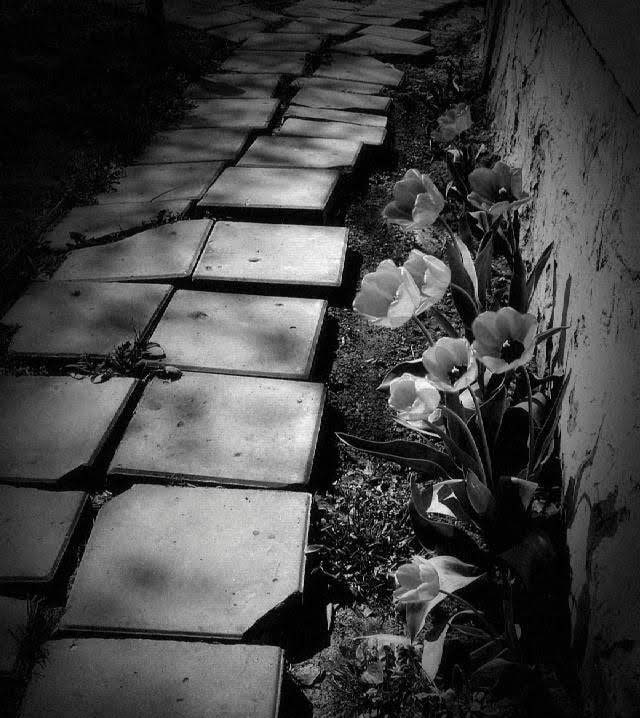 Dramatic Black & White screenshot 3