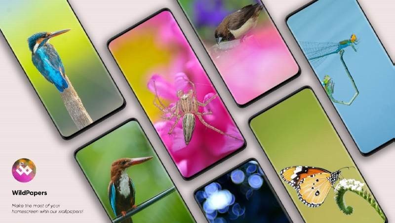 WildPapers - Wildlife Photography Wallpapers screenshot 3
