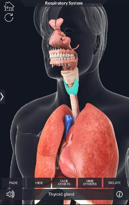 Respiratory System Anatomy screenshot 4