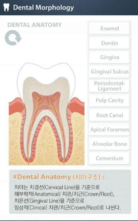 DENTAL MORPHOLOGY for Student screenshot 3