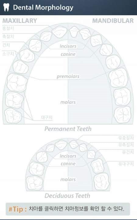 DENTAL MORPHOLOGY for Student screenshot 4