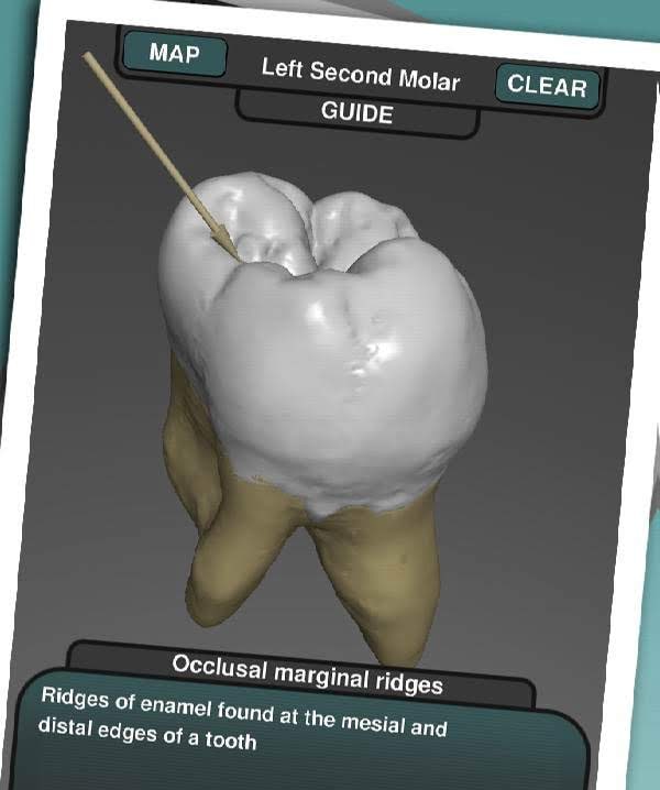 Real Tooth Morphology screenshot 4