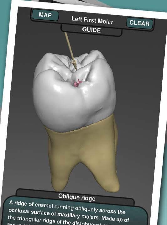 Real Tooth Morphology screenshot 3