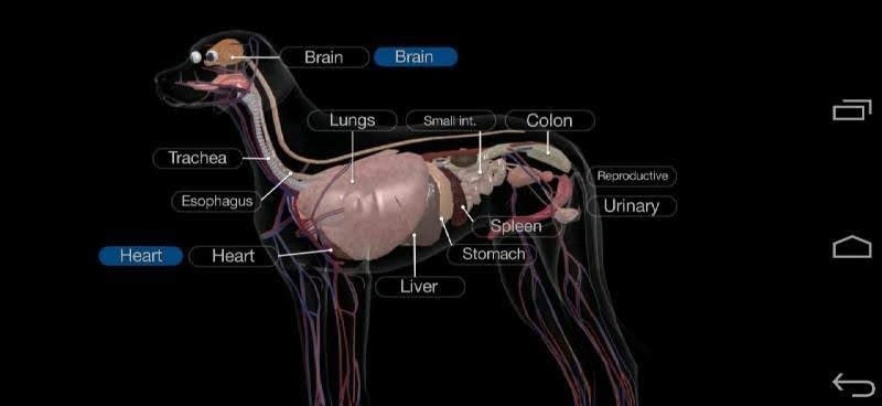 Dog Anatomy: Canine 3D screenshot 1