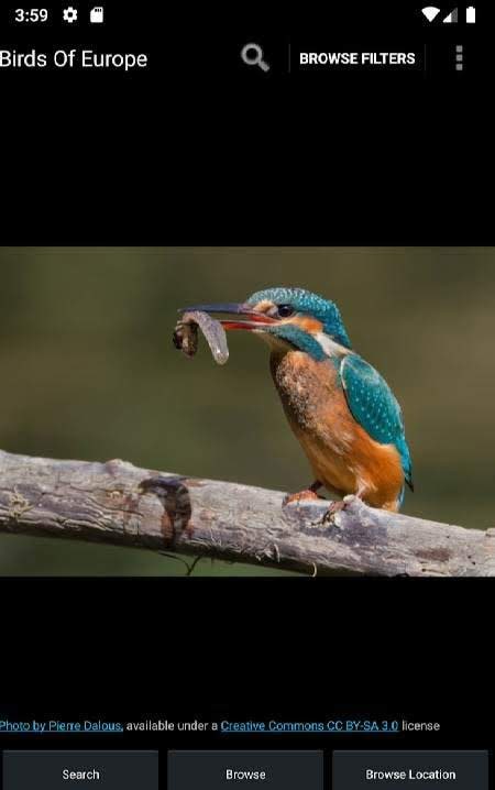 Birds Of Europe screenshot 1