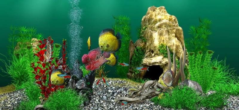 AquaLife 3D screenshot 4