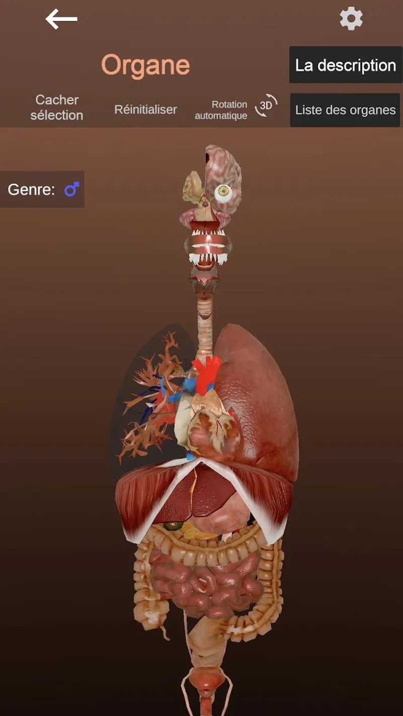 Anatomy screenshot 4