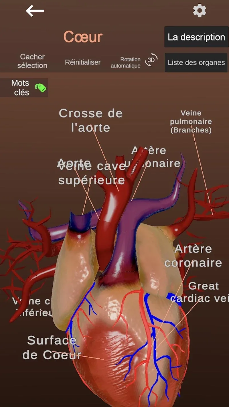Anatomy screenshot 5
